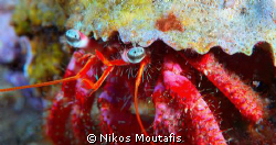 the eyes of a small hermit crab by Nikos Moutafis 